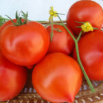 ROSII +/- 1KG